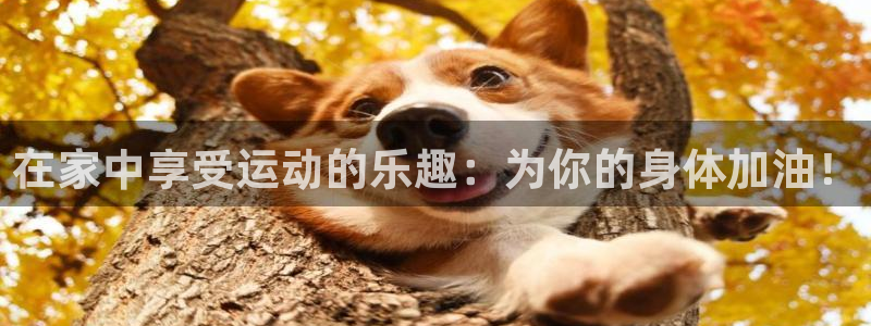 3377体育全网：在家中享受运动的乐趣：为你的身体加油！